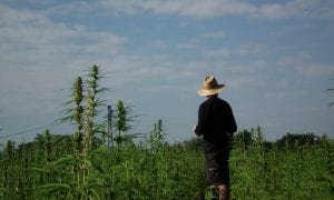 Canapa le-vie-della-canapa-azienda-agricola