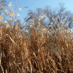 miscanthus