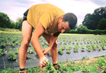 banchiere marmellate