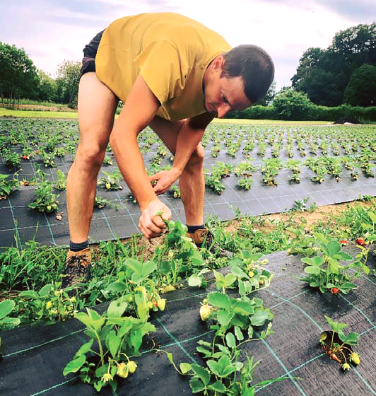 banchiere marmellate