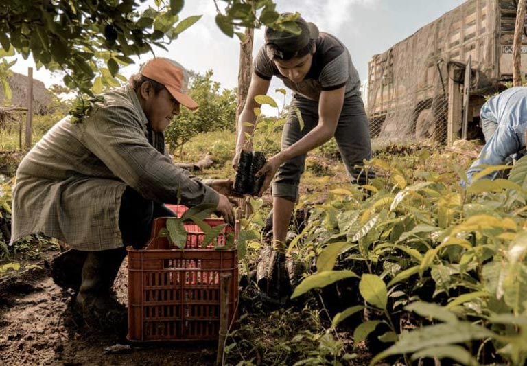 startup pianta alberi