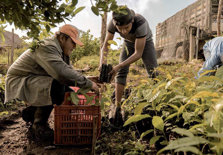 startup pianta alberi