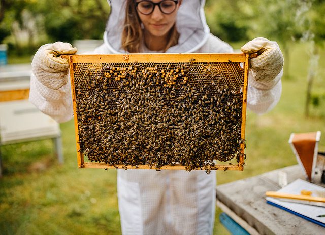 Alveare di api con dona che lo tiene in mano