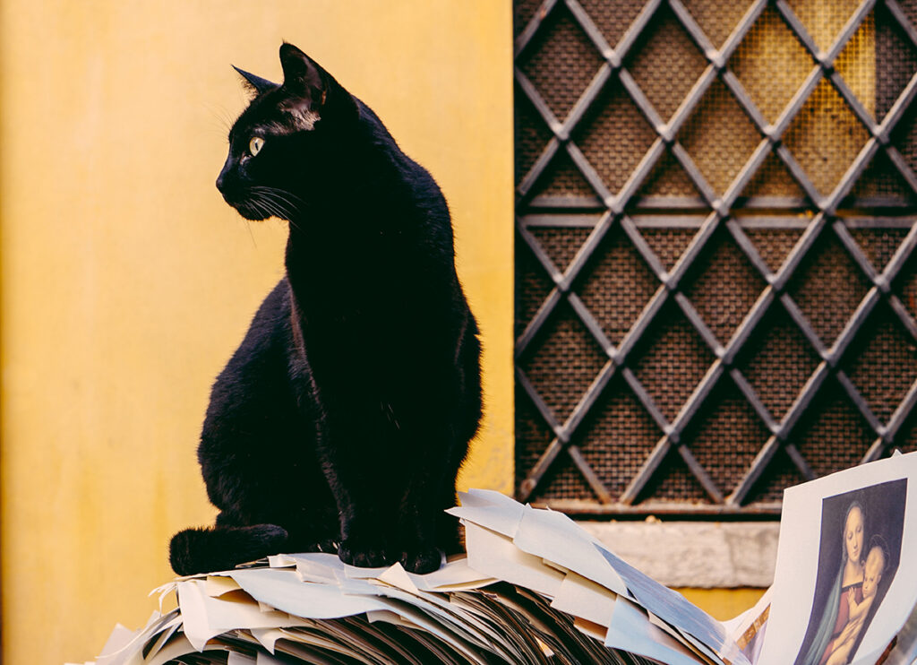 Gatto nero sopra una pila di immagini sacre