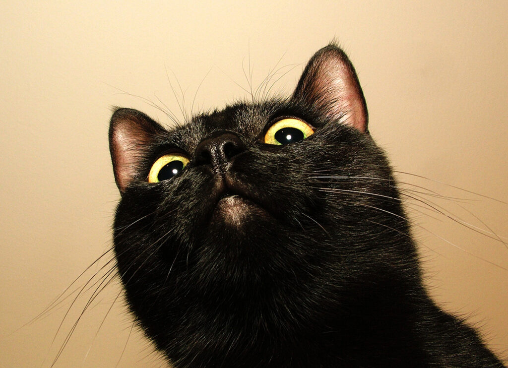 Gatto nero che ti guarda con sospetto