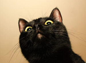 Gatto nero che ti guarda con sospetto