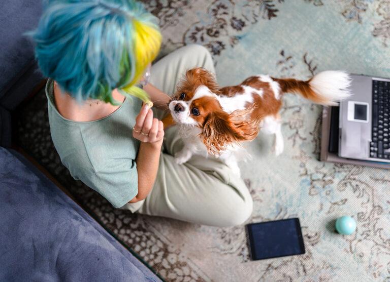 Quando si tratta dei nostri pets spendiamo di più in accessori e meno per cibo salutare