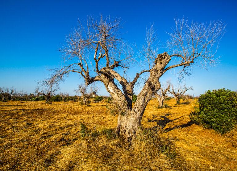 Novità e strumenti per la lotta contro la Xylella