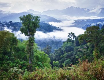 Verra, il principale fornitore mondiale che certifica i progetti internazionali legati alle compensazioni di carbonio forestali è sotto inchiesta