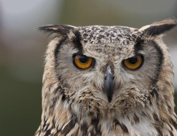 Dimmi come dormi e ti dirò se sei un gufo o un’allodola