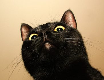 Gatto nero che ti guarda con sospetto