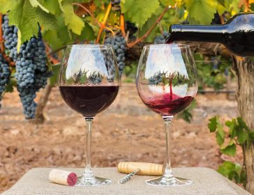 Sicilia, la regione con la più grande produzione di vini bio
