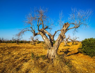 Novità e strumenti per la lotta contro la Xylella